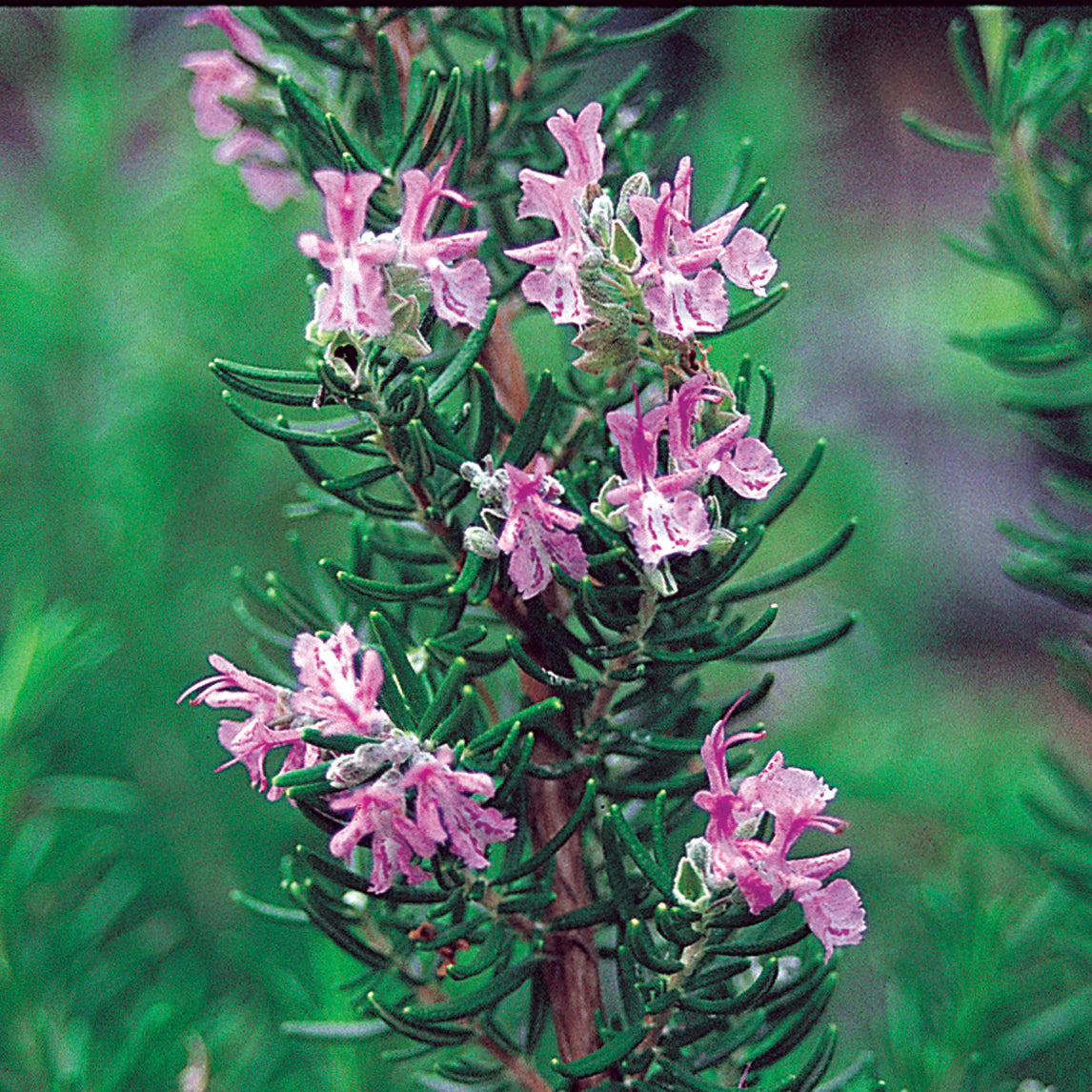 Rosemary Pink (Rosmarinus officinalis)