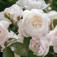 Rose ‘Desdemona' (David Austin) - Large