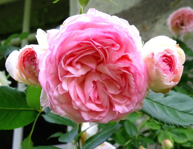 Rose 'Pink Pierre de Ronsard' - Ladybird Nursery