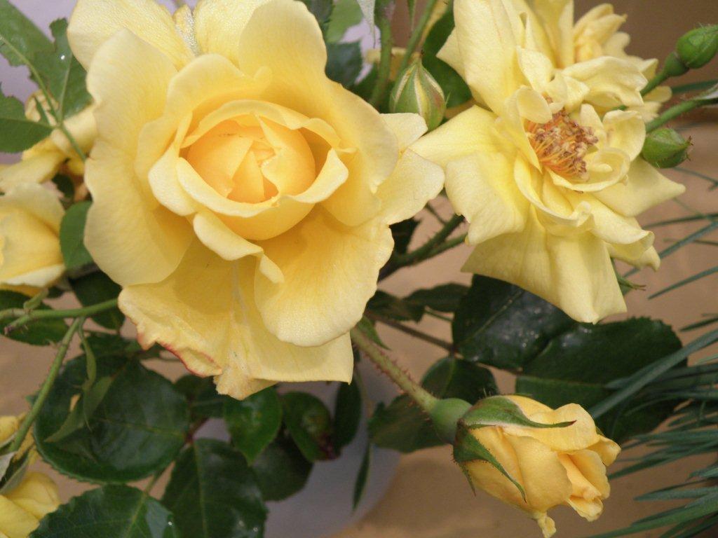 Rose Jewel Miniature Yellow (Rosa)