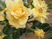 Rose Jewel Miniature Yellow (Rosa)