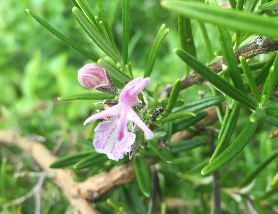 Rosemary Pink (Rosmarinus officinalis)