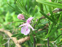 Rosemary Pink (Rosmarinus officinalis)