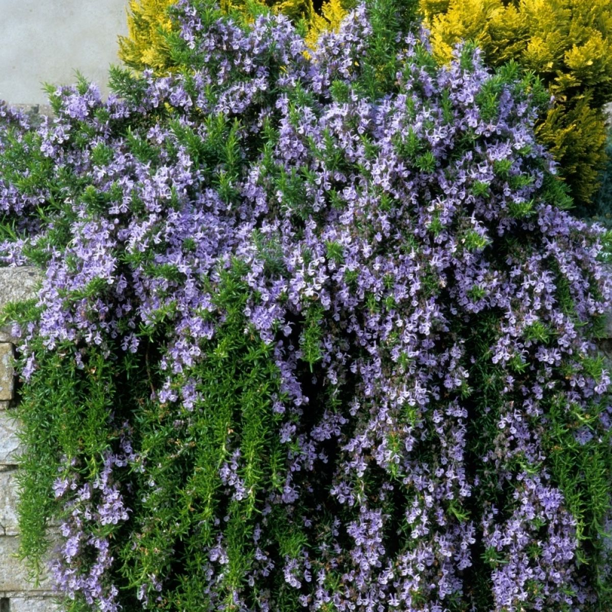 Rosemary Blue Lagoon (Rosmarinus officinalis)
