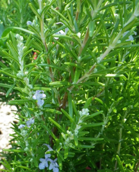 Rosemary 'Savor' (Rosmarinus officinalis) - Ladybird Nursery