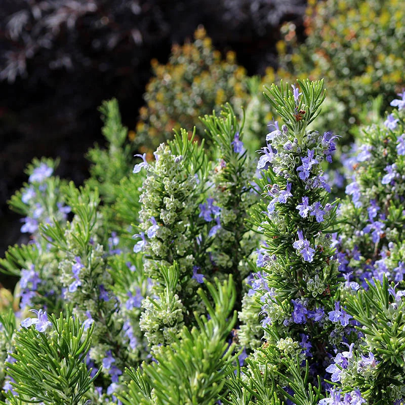 Rosemary Herb Cottage (Rosmarinus officinalis)