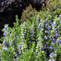 Rosemary Roman Beauty (Rosmarinus officinalis) - Ladybird Nursery