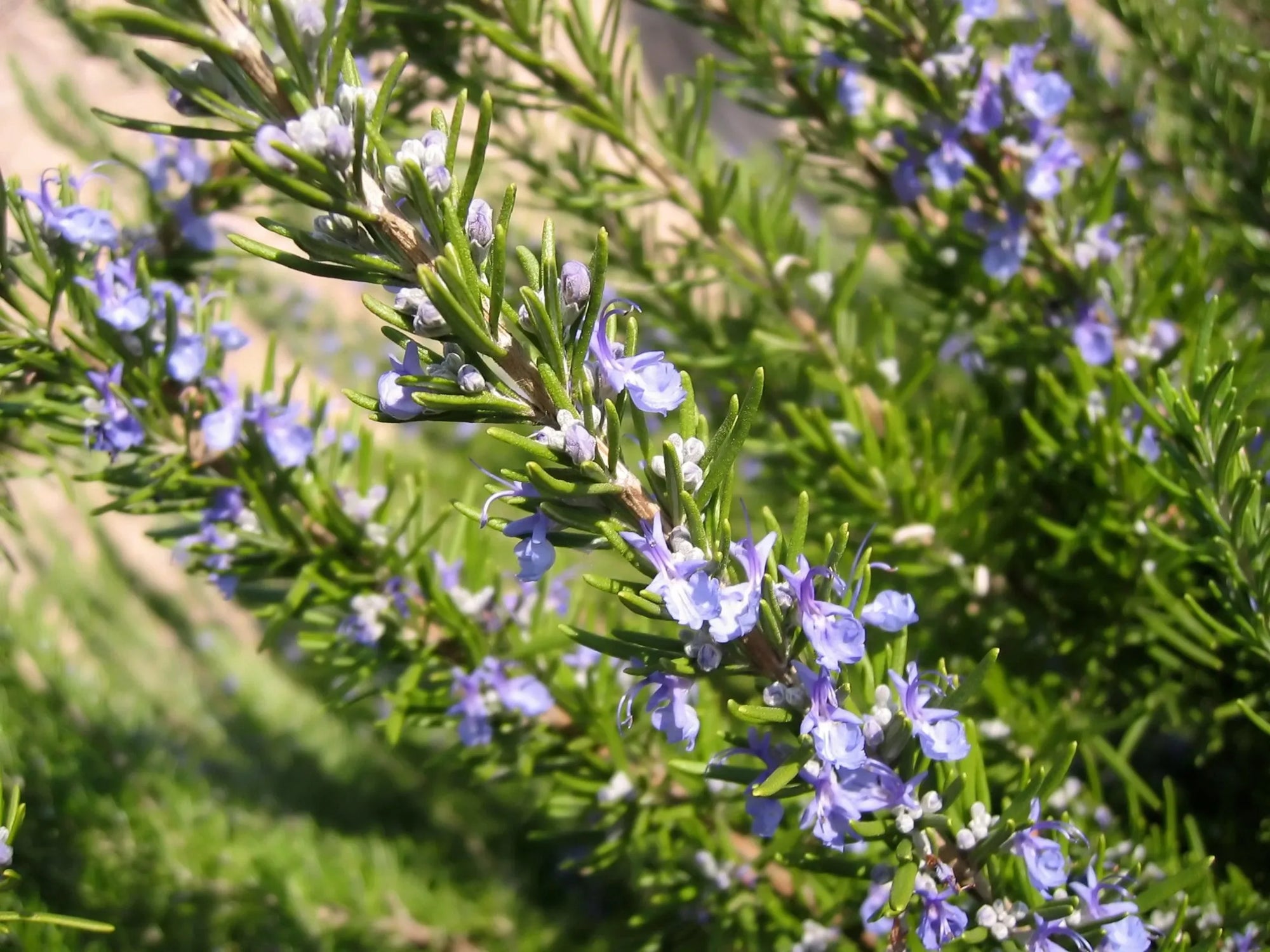 Rosemary Blue Lagoon - Ladybird Nursery