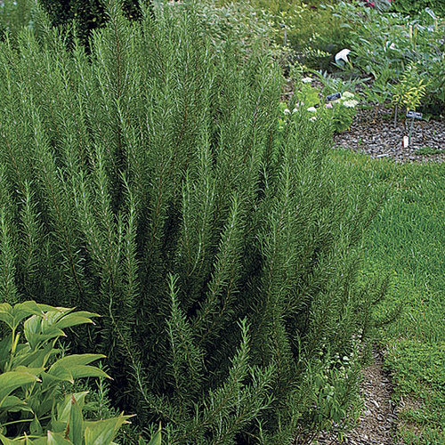 Rosemary Salem (Rosmarinus officinalis)