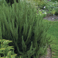 Rosemary Salem (Rosmarinus officinalis)