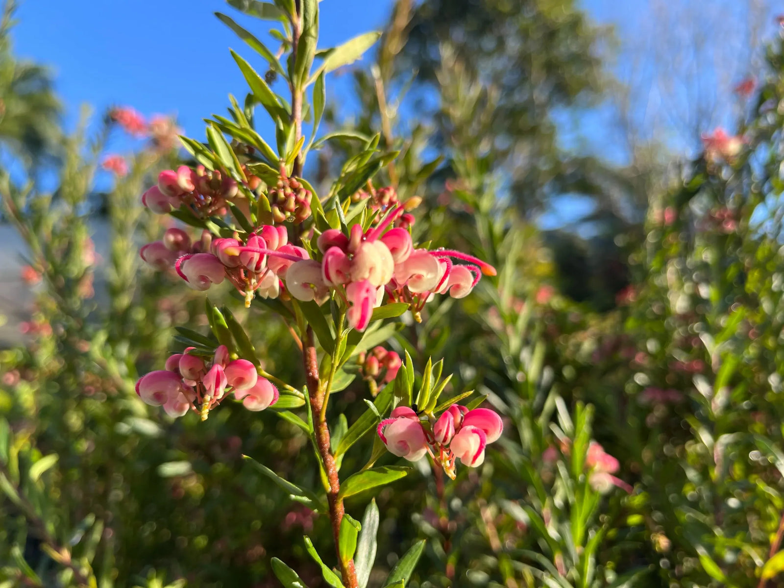 Grevillea Rosys Baby - Ladybird Nursery