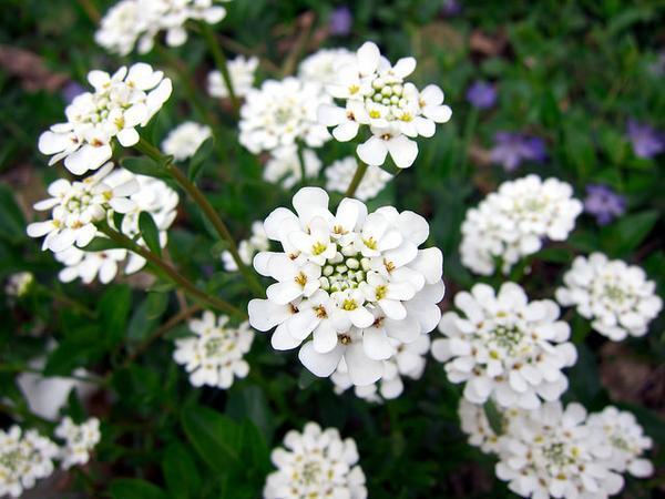 Candytuft (Iberis sempervirens) - Ladybird Nursery