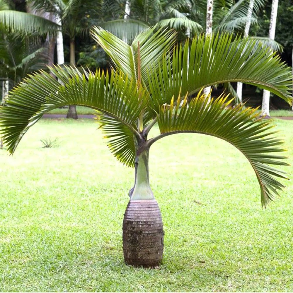 Bottle Palm (Hyophorbe lagenicaulis) (Pickup Only) - Ladybird Nursery