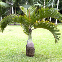 Bottle Palm (Hyophorbe lagenicaulis) (Pickup Only)