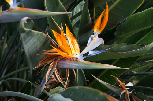 Bird of Paradise (Strelitzia reginae) - Ladybird Nursery