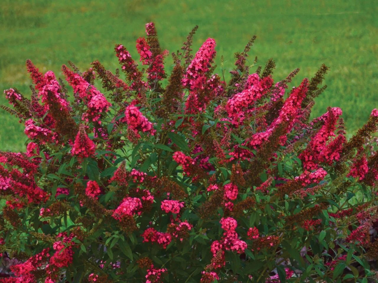Butterfly Bush 'Royal Red' (Buddleja davidii) - Ladybird Nursery