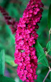 Butterfly Bush 'Royal Red' (Buddleja davidii) - Ladybird Nursery