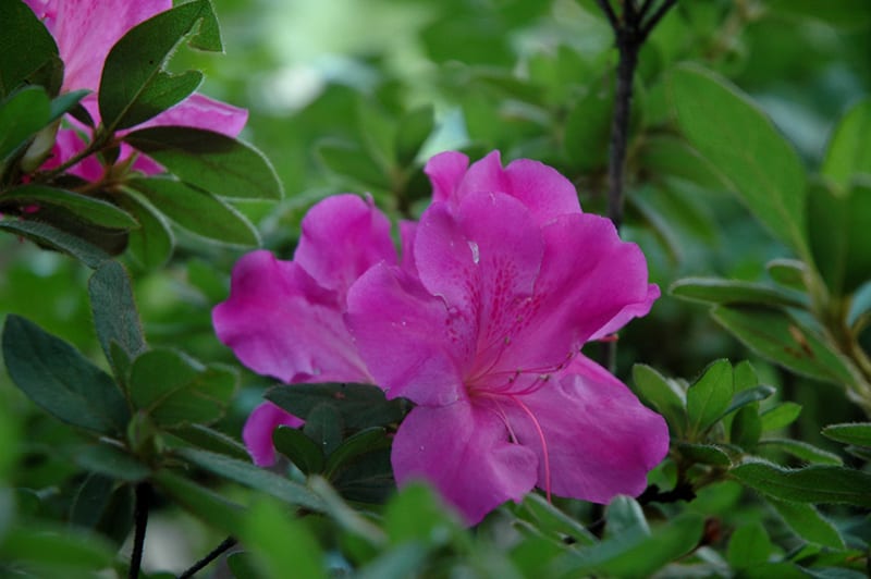 Azalea ENCORE AUTUMN ROYALTY™ - Ladybird Nursery