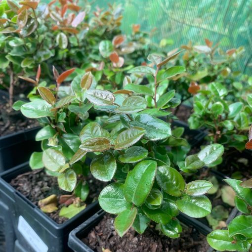 Cape Beech (Royena lucida)