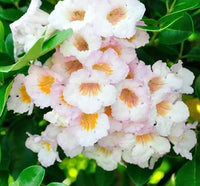 Radermachera Everlasting Beauty