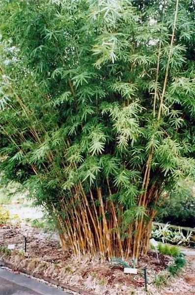 Hedge Bamboo Cream stripe (Bambusa multiplex) - Ladybird Nursery