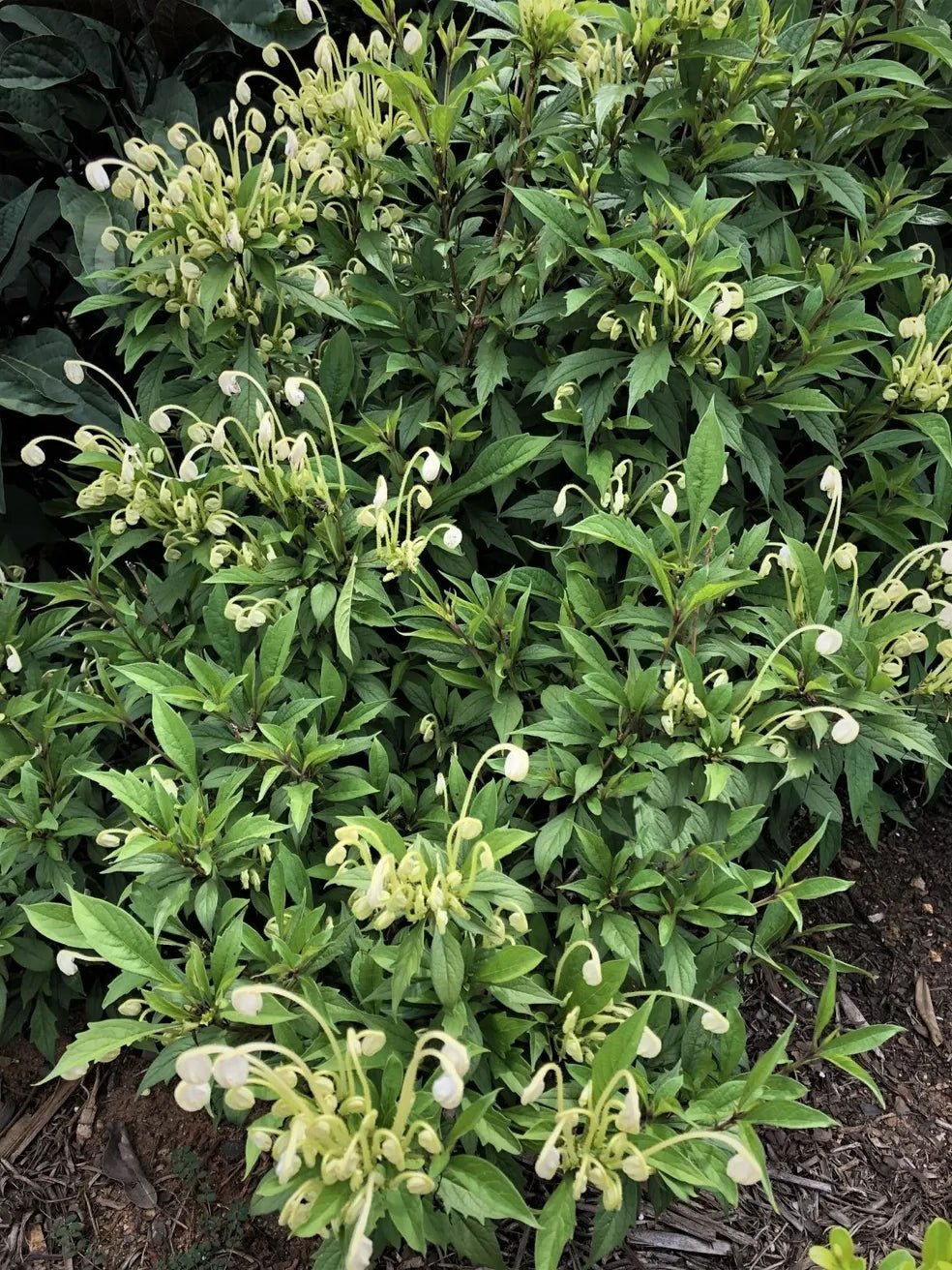 Rotheca incisa (Musical Note Plant) - Ladybird Nursery