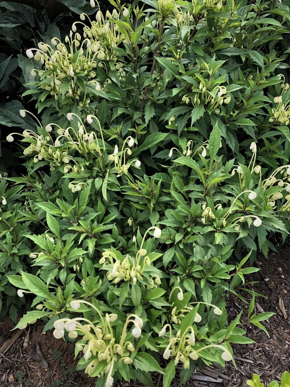 Rotheca incisa (Musical Note Plant)