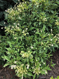 Rotheca incisa (Musical Note Plant)