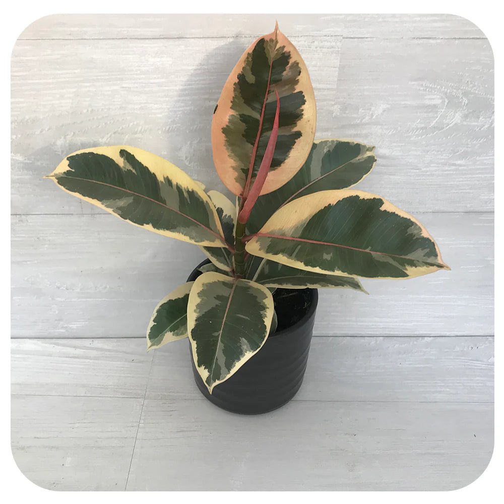 Tineke Rubber Plant (Ficus elastica) - Ladybird Nursery