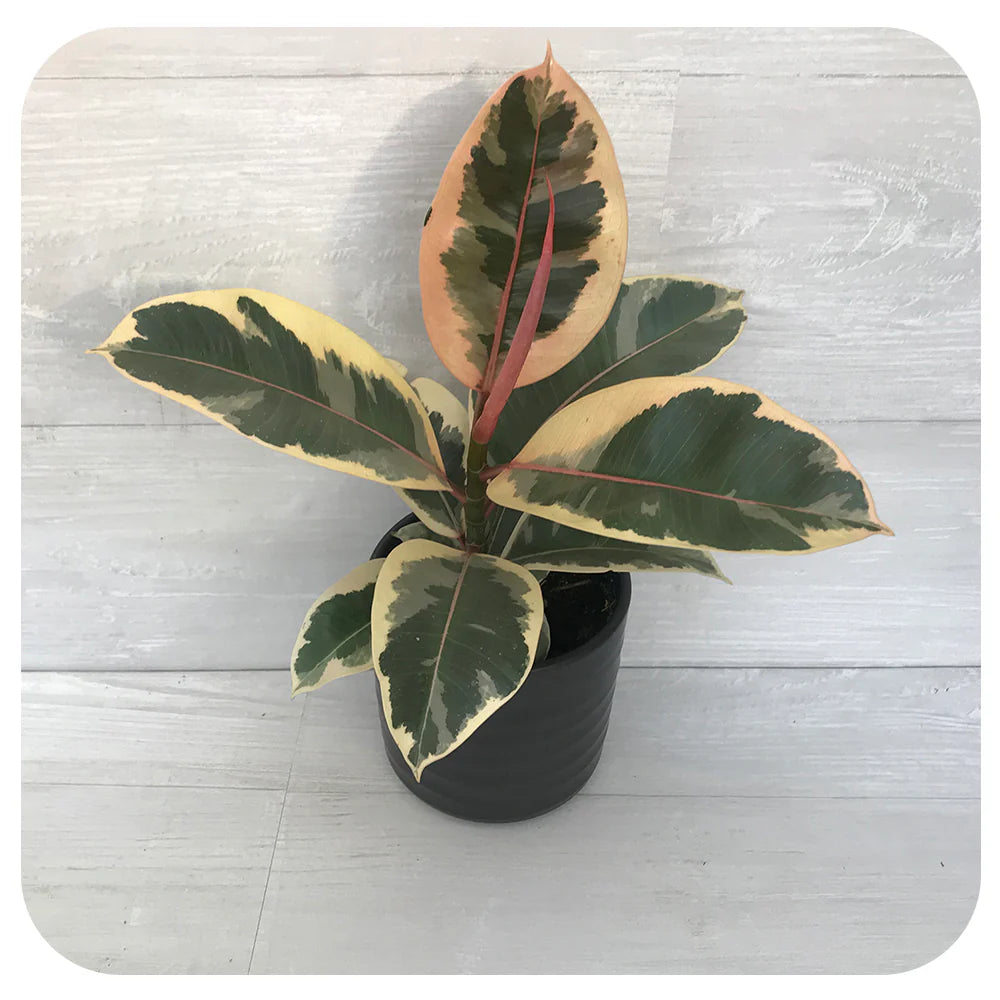 Tineke Rubber Plant (Ficus elastica)