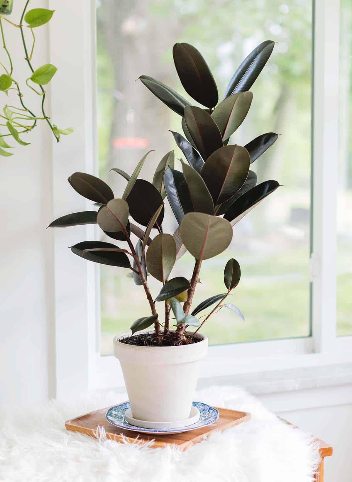 Spotted Rubber Plant (Ficus elastica)