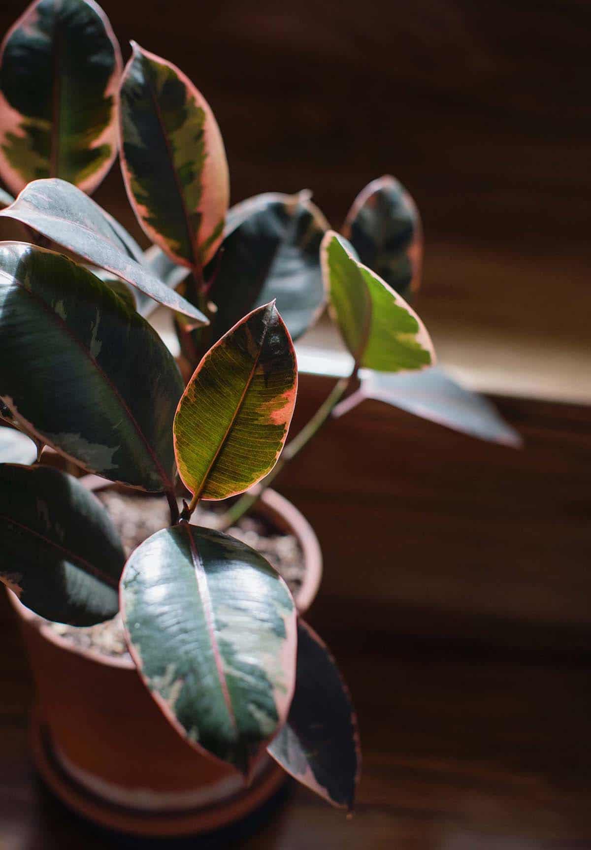 Spotted Rubber Plant (Ficus elastica)