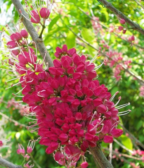 'Rubra Blush' (Melicope rubra) - Ladybird Nursery