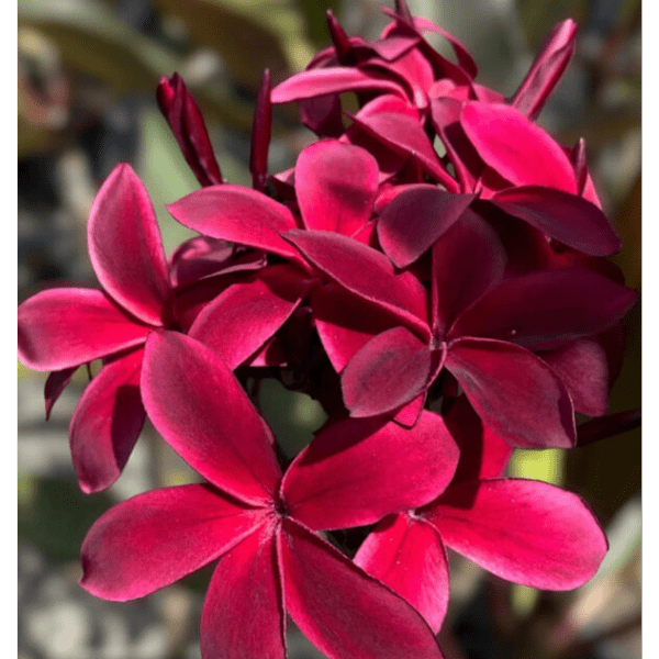 Plumeria 'Sunset Dreamer' - Ladybird Nursery