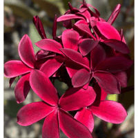 Plumeria 'Sunset Dreamer' - Ladybird Nursery