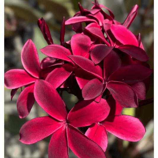 Plumeria 'Sunset Dreamer' - Ladybird Nursery