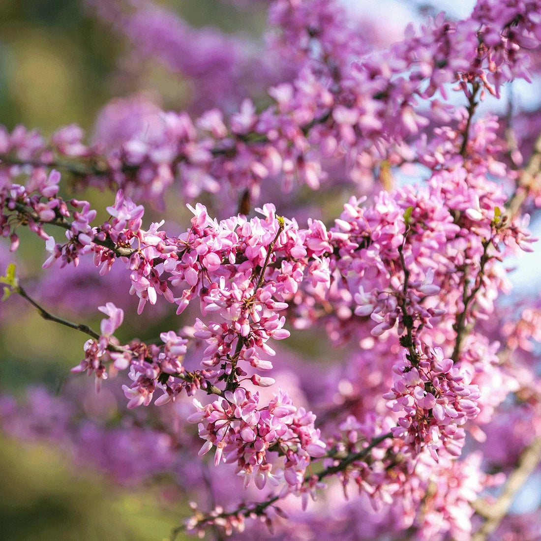 Flowering Cherry 'Rubra' (Prunus campanulata × Prunus incisa)