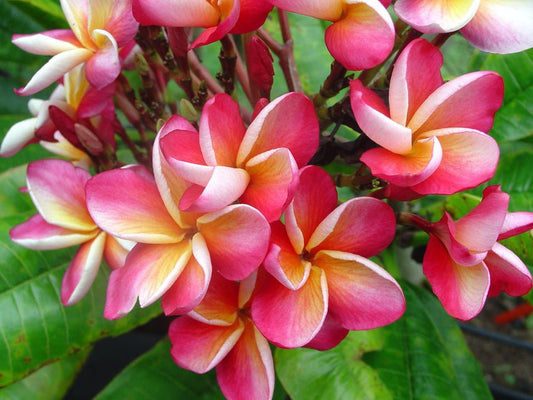 Frangipani Rubra Blushing (Plumeria) - Ladybird Nursery