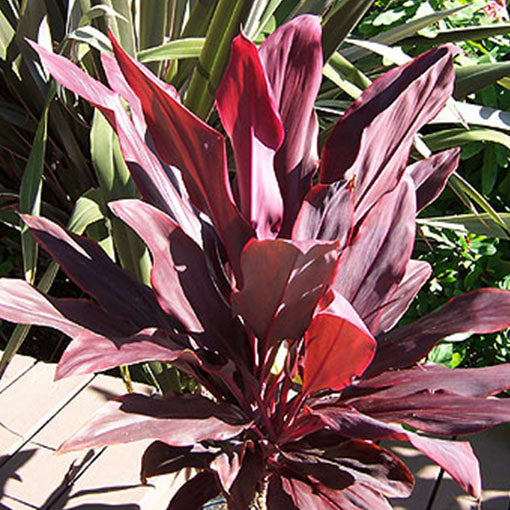 Cordyline Ruby (Cordyline fruticosa)