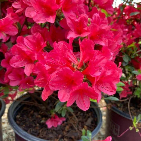 Azalea ENCORE AUTUMN RUBY™
