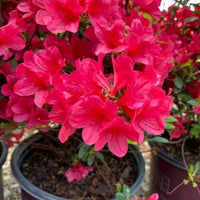 Azalea ENCORE AUTUMN RUBY™