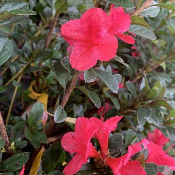 Azalea ENCORE AUTUMN RUBY™ - Ladybird Nursery
