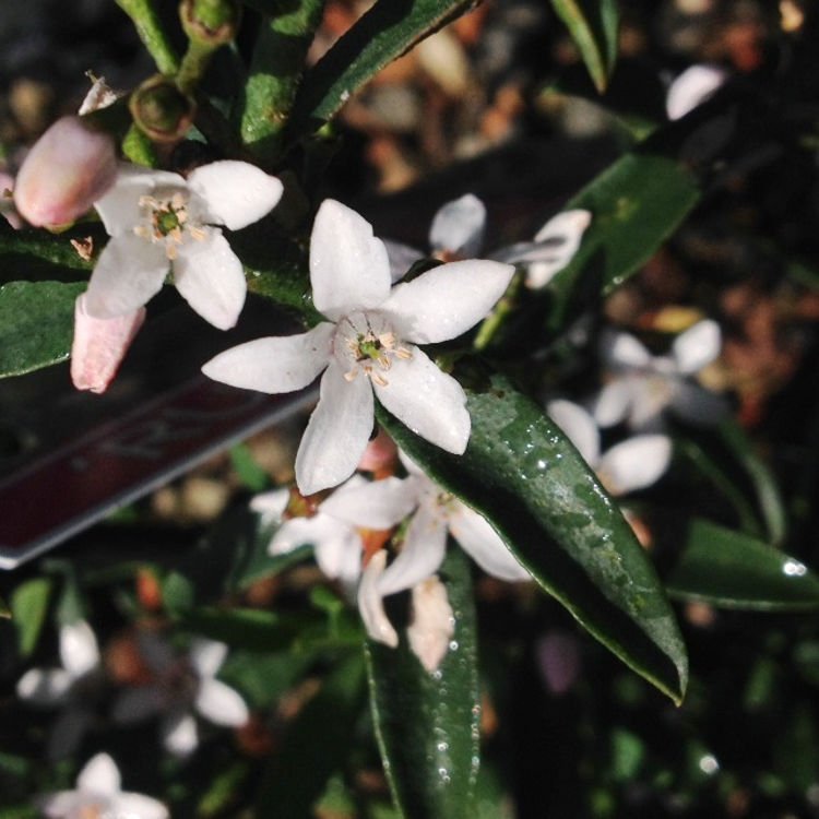 'Ruby Cascade' (Philotheca) - Ladybird Nursery