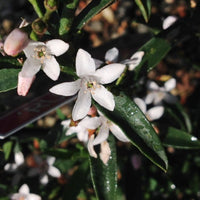 'Ruby Cascade' (Philotheca) - Ladybird Nursery