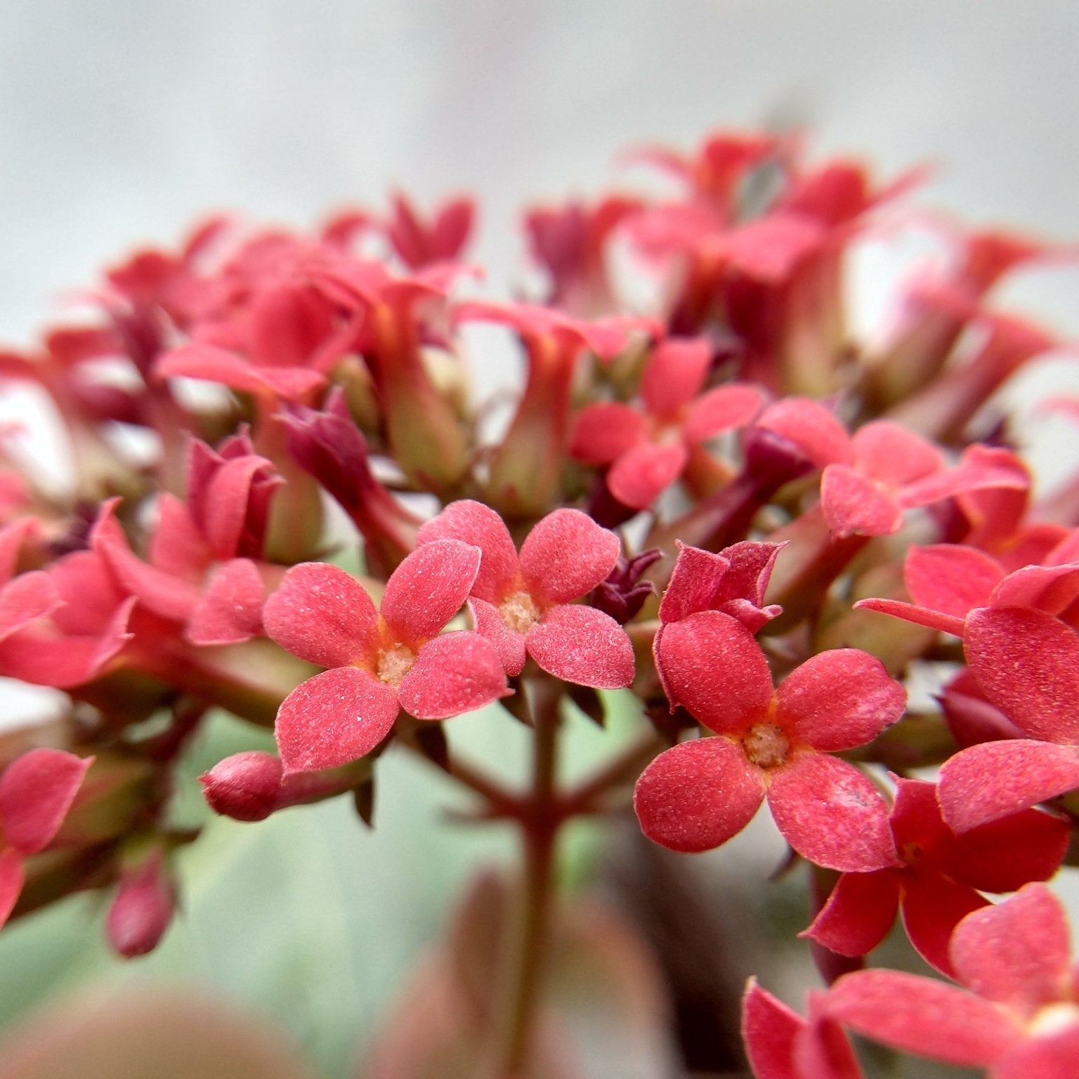 Kalanchoe 'Rudak' (Kalanchoe blossfeldiana) - Ladybird Nursery