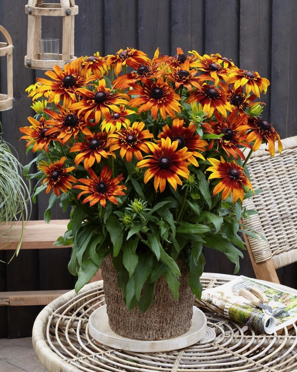 Rudbeckia Sunbeckia Black-eyed Susan Summerina Blazing Fire
