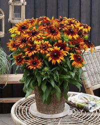 Rudbeckia Sunbeckia Black-eyed Susan Summerina Blazing Fire