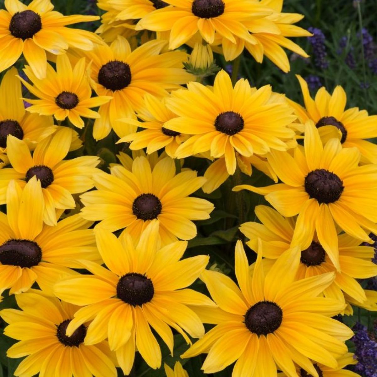 Rudbeckia Sunbeckia Black-eyed Susan Lucia