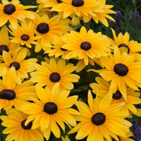 Rudbeckia Sunbeckia Black-eyed Susan Lucia