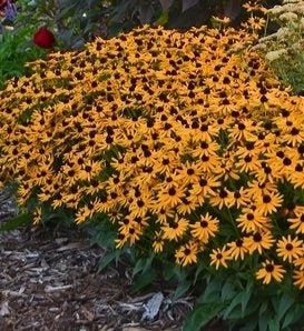 Rudbeckia Sunbeckia Black - eyed Susan Paulina - Ladybird Nursery